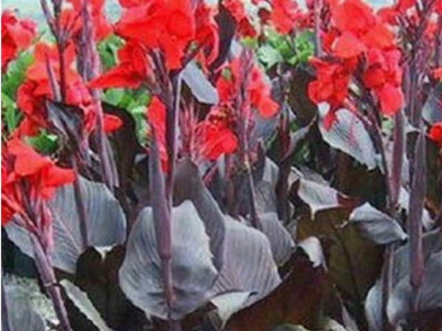 canna x canna lily australia 3 