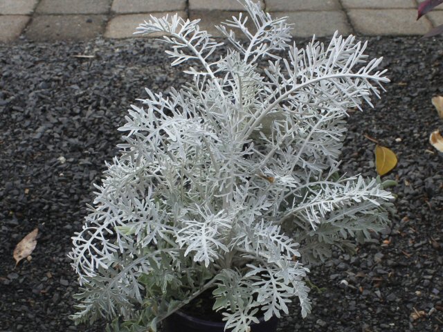 centaurea dusty miller silver fountain 1 