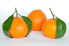 citrus reticulata mandarin ellendale 569 