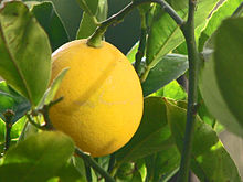 citrus x meyeri lemon meyer 561 