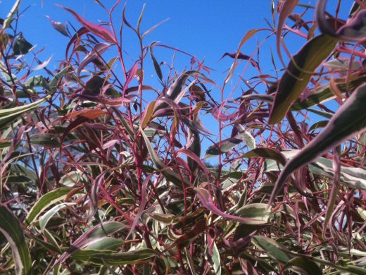 corymbia maculata spotted gum ribbons of hope 1 