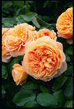 crown princess margareta david austin rose 