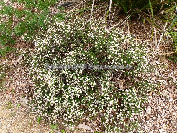 cryptandra scortechinii cotton bush 001 