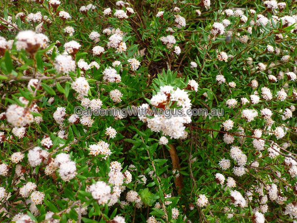 cryptandra scortechinii cotton bush 003 