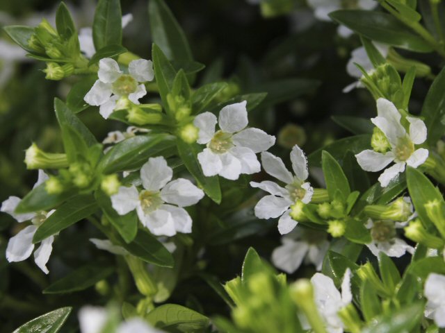 cuphea hyssopifolia alba white form 1 