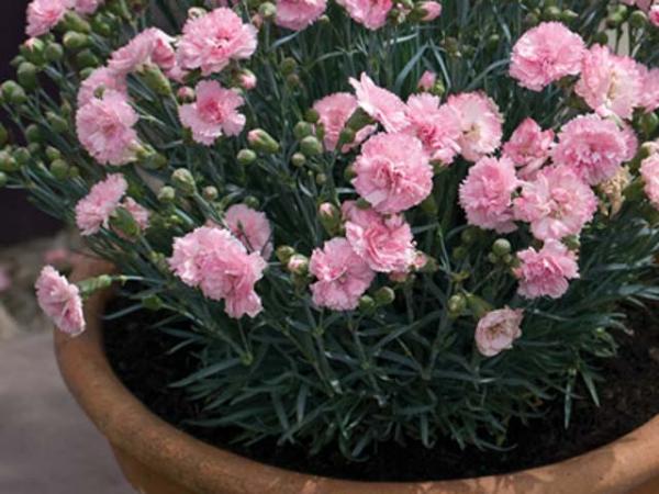 dianthus x allwoodii dianthus candyfloss plant 