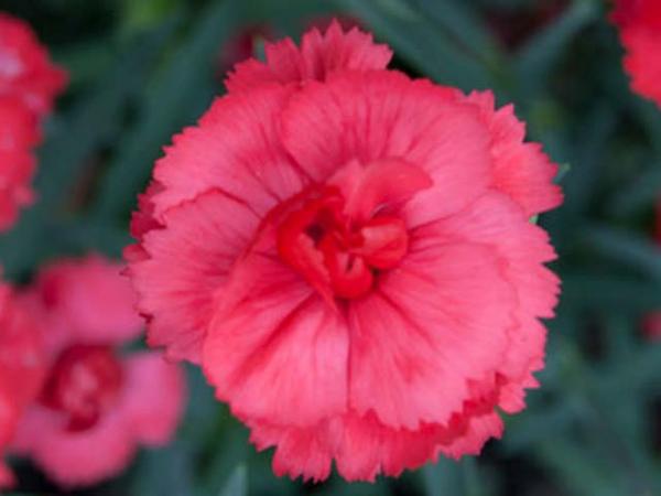 dianthus x allwoodii dianthus rosebud flower 