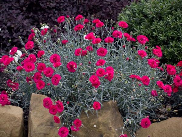 dianthus x allwoodii dianthus waterloo sunset plant 
