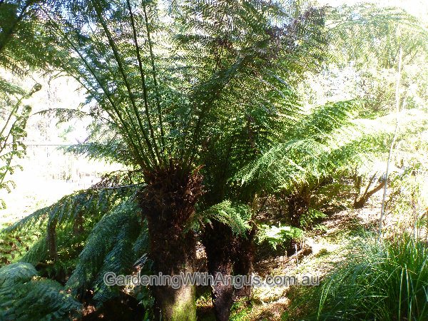 dicksonia antarctica soft tree fern 002 