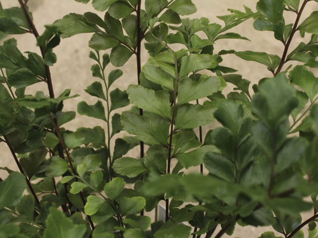 didymochlaena truncatula tree maidenhair 2 