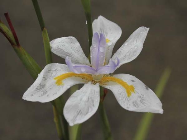 dietes iridoides wild iris 