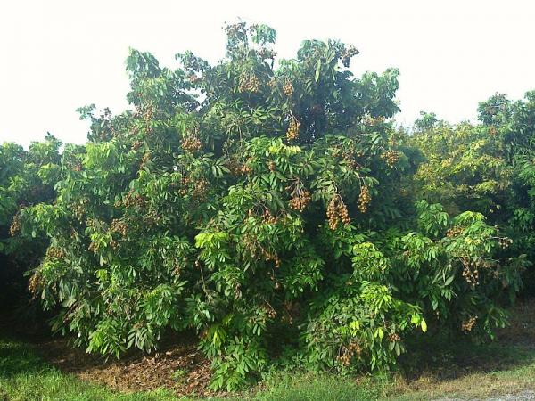 dimocarpus longan longan tree 