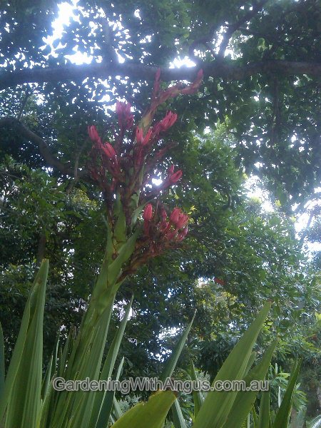 doranthes palmeri spear lily 001 