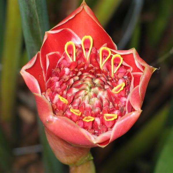 etlingera haemispherica helani tulip ginger flower 