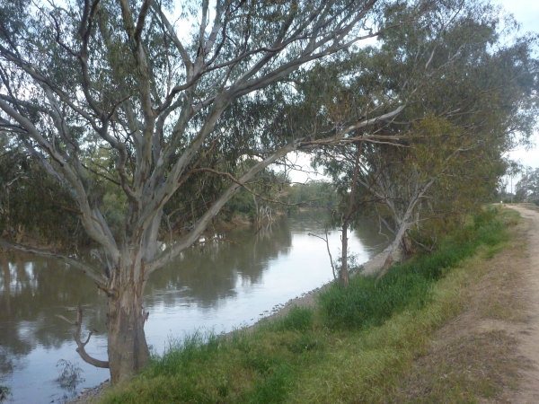 eucalyptus camaldulensis river red gum 001 