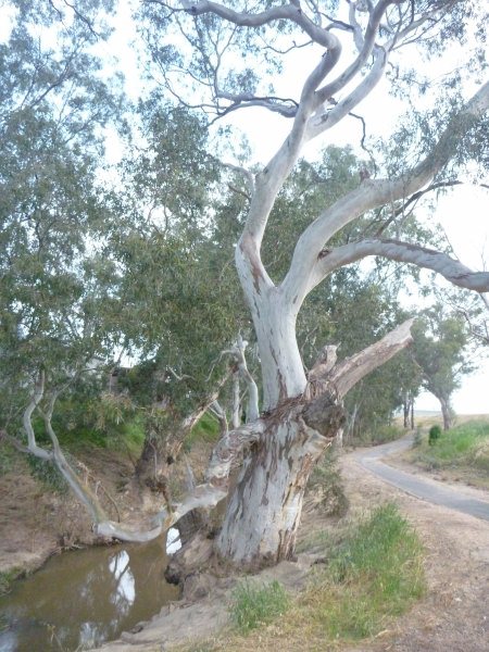 eucalyptus camaldulensis river red gum 002 