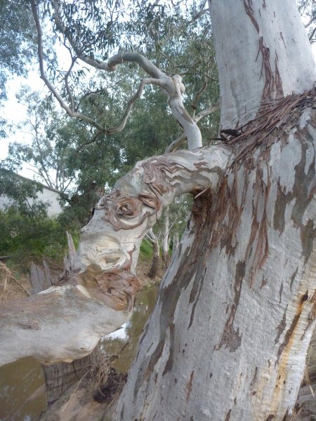 eucalyptus camaldulensis river red gum 003 