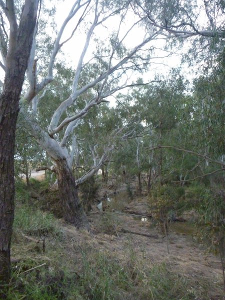 eucalyptus camaldulensis river red gum 004 