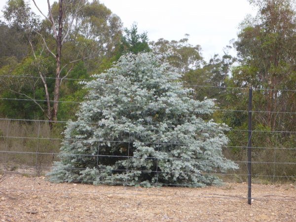 eucalyptus cinerea argyle apple 002 