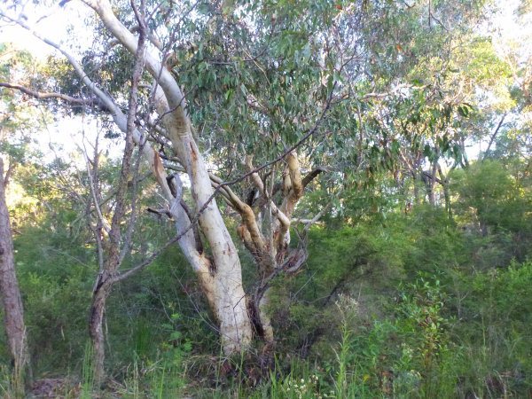eucalyptus haemostoma scribbly gum 002 