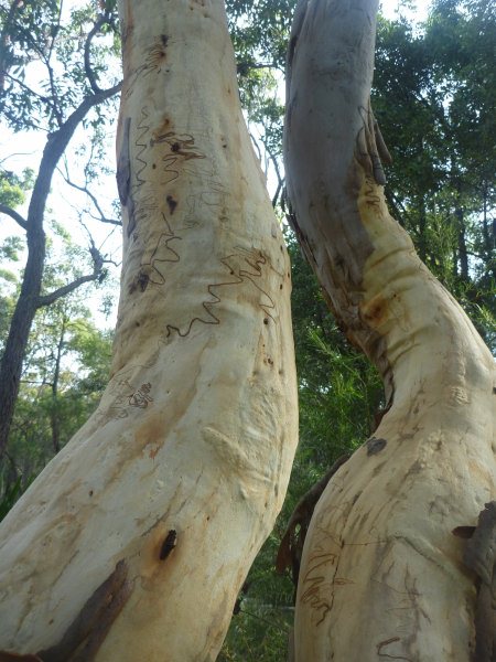 eucalyptus haemostoma scribbly gum 004 