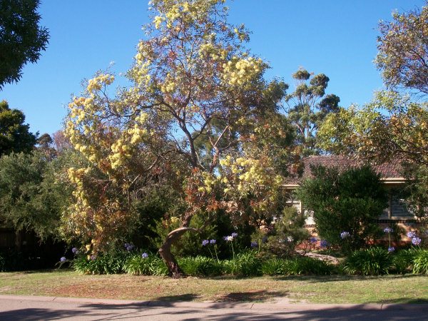 eucalyptus macrandra long flowered marlock 002 