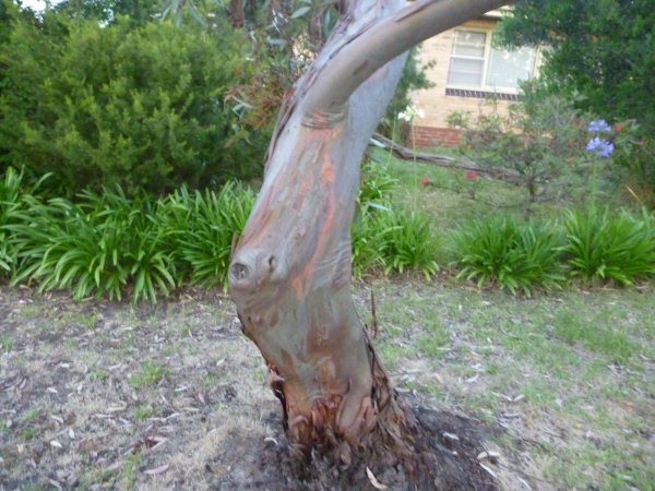 eucalyptus macrandra long flowered marlock 010 