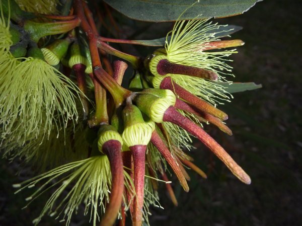 eucalyptus macrandra long flowered marlock 011 