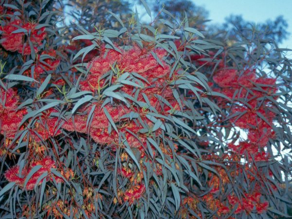eucalyptus torquata coral gum 001 