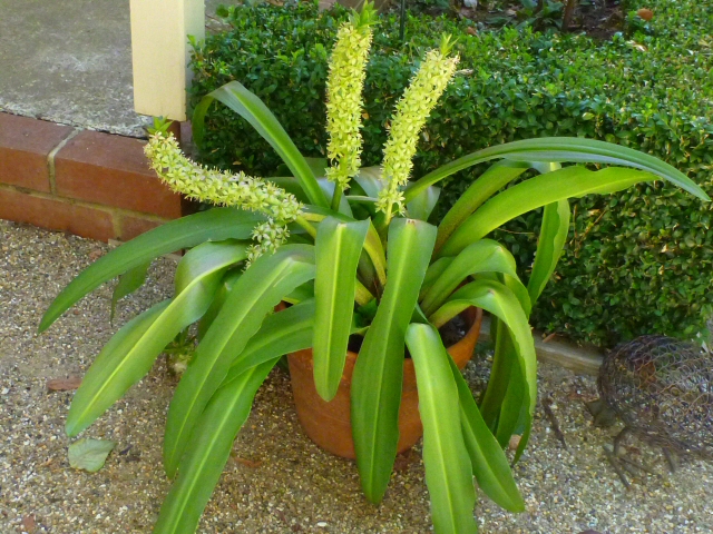 eucomis comosa pineapple lily 1 