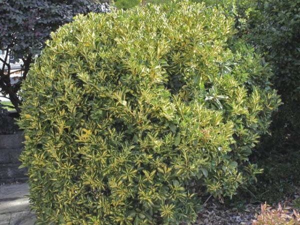 euonymus japonica aureo  variegata euonymous 