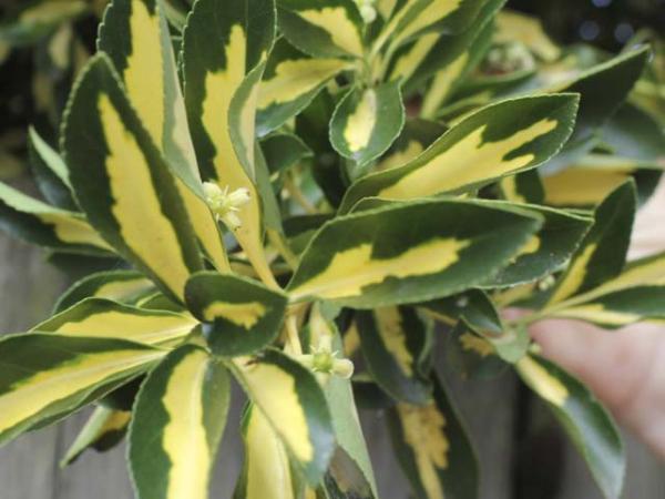 euonymus japonica aureo  variegata euonymus. 