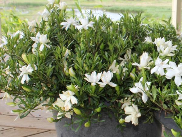 gardenia augusta o so fine(1) 