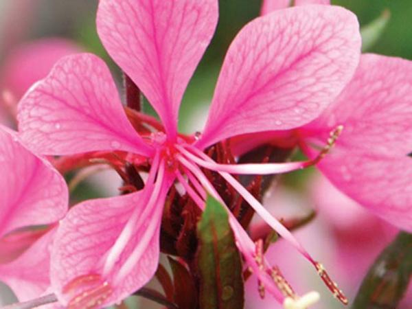 gaura lindheimeri gaura passionate blush flower 