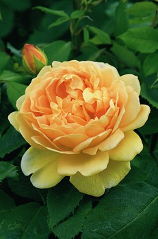 golden celebration david austin rose 