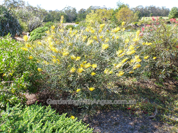 grevillea bush lemons 1001 