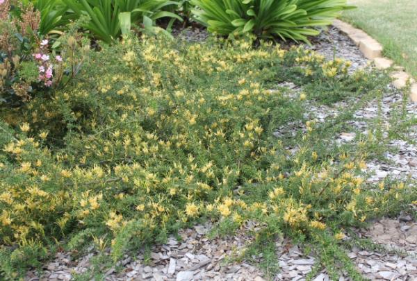 grevillea juniperina gold cluster 