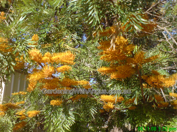 grevillea robusta silky oak 03(1) 