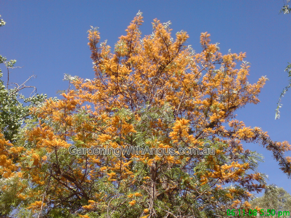 grevillea robusta silky oak 06 
