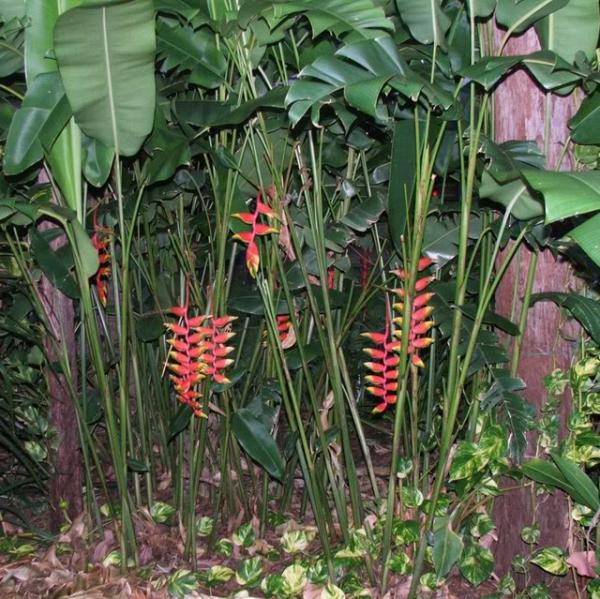 Picture by Exotic Tropical Plants