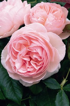 heritage david austin rose 