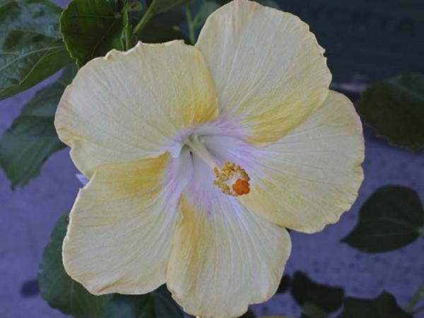 hibiscus rosa sinensis boondah yellow 