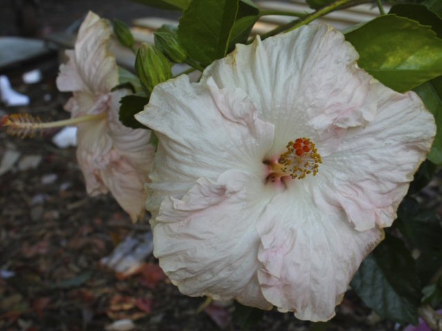 hibiscus rosa sinensis hibiscus gina marie 