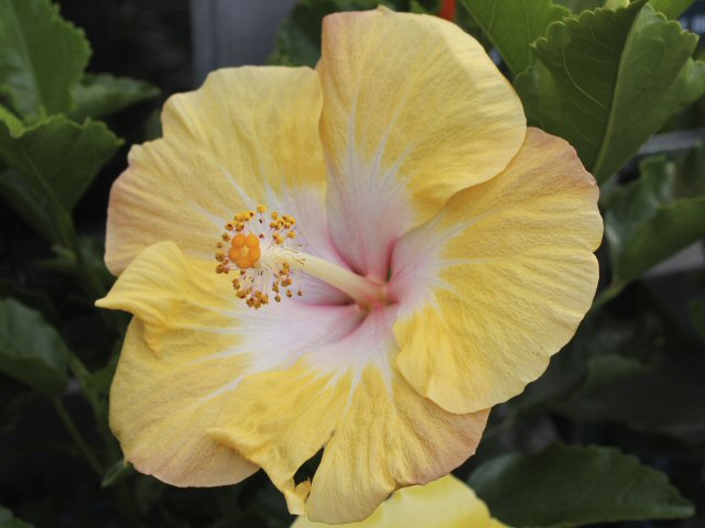 hibiscus rosa sinensis_hibiscus_tradewinds chiffon breeze 