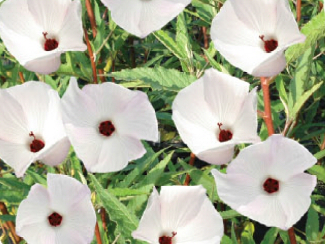 hibiscus hibiscus aussie pearl 1 
