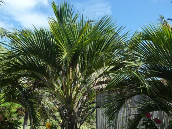howea forsteriana kentia palm 