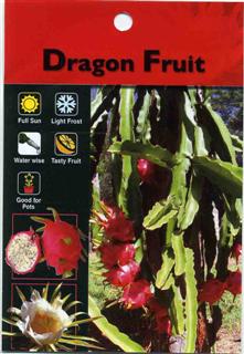 hylocereus undatus dragon fruit 