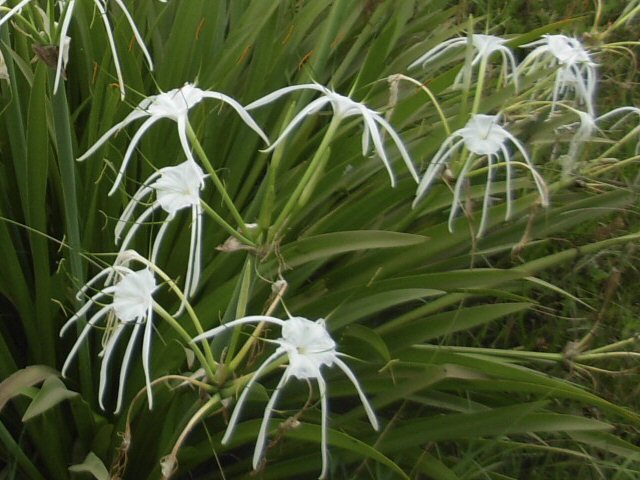 hymenocallis littoralis spider lily 1 