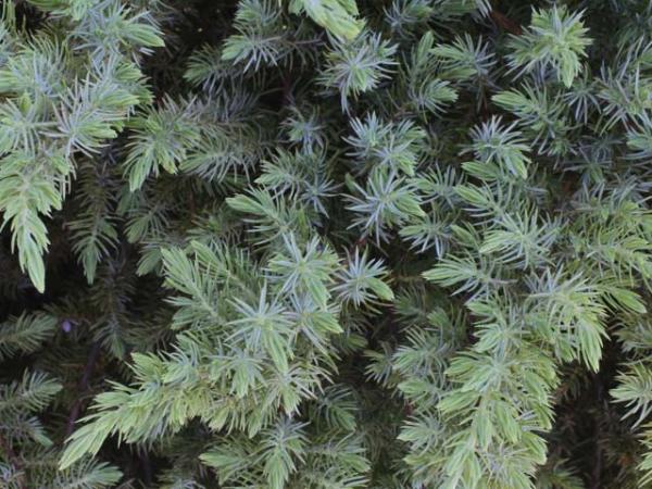 juniperus conferta shore juniper(1) 