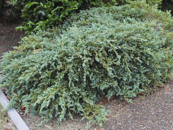 juniperus squamata blue carpet juniper 